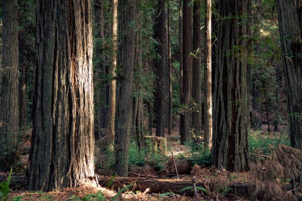THE CALIFORNIA ROOTS MUSIC & ARTS FESTIVAL PLANTS 800 REDWOODS IN CONJUNCTION WITH THE REDWOOD FOREST FOUNDATION