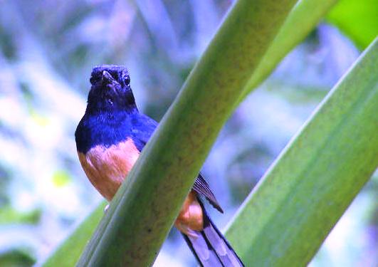 shama-thrush-bird