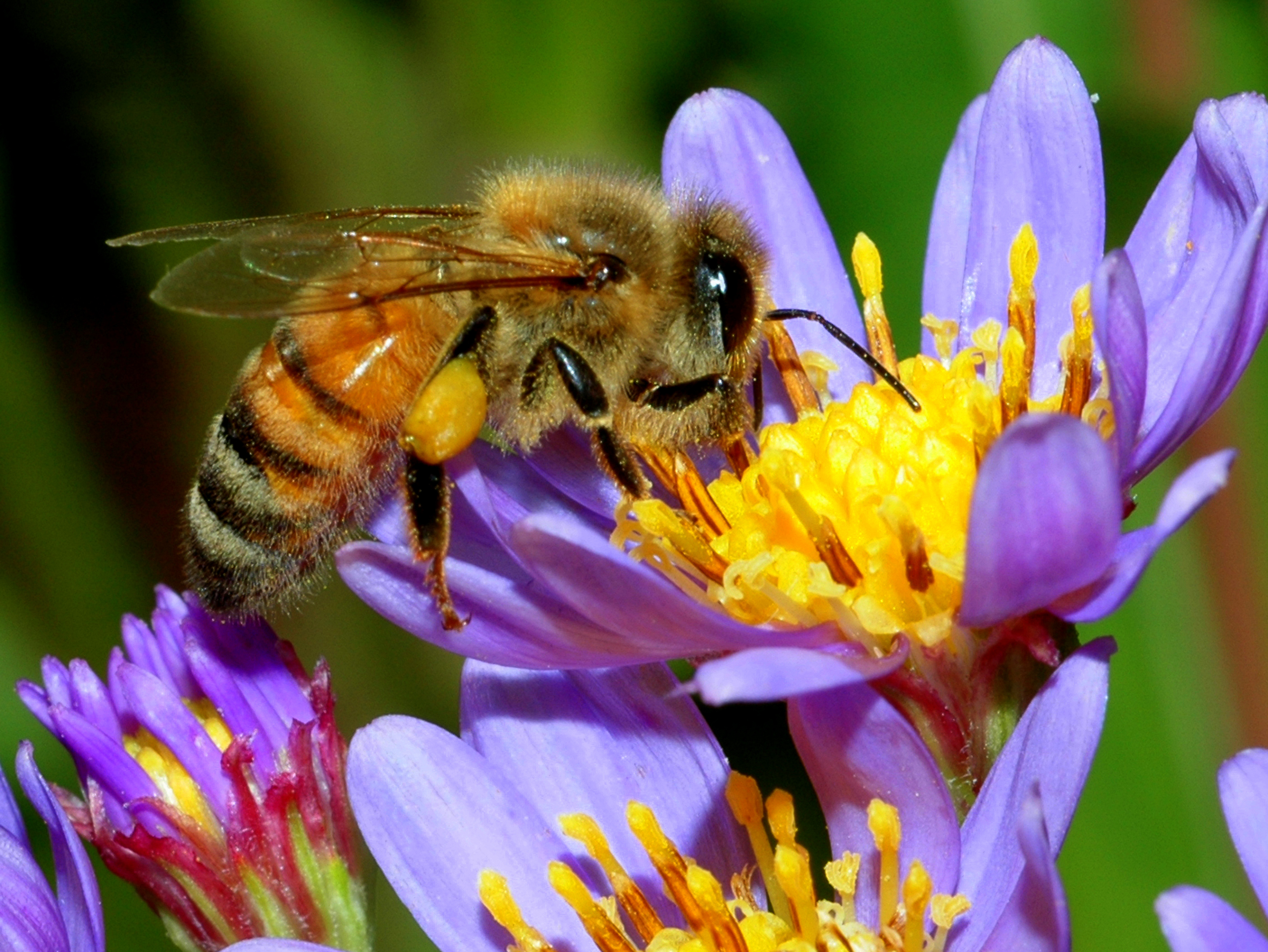 Help stop toxic pesticides from pushing pollinators toward extinction