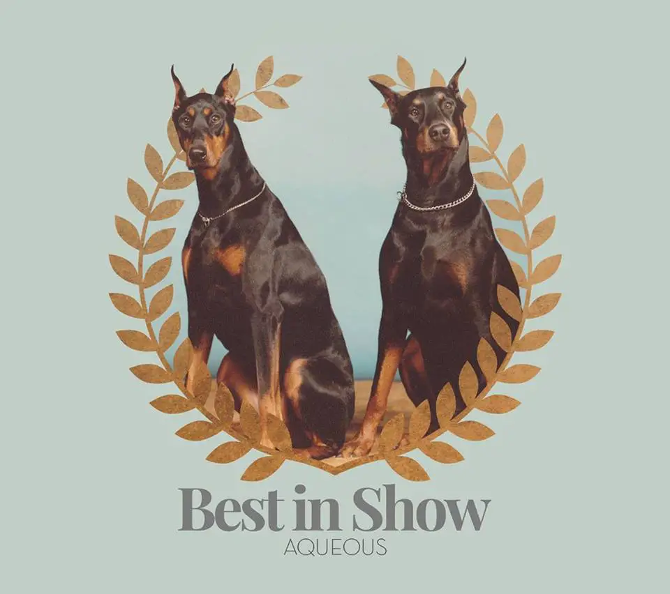 Aqueous Releases New EP "Best In Show"
