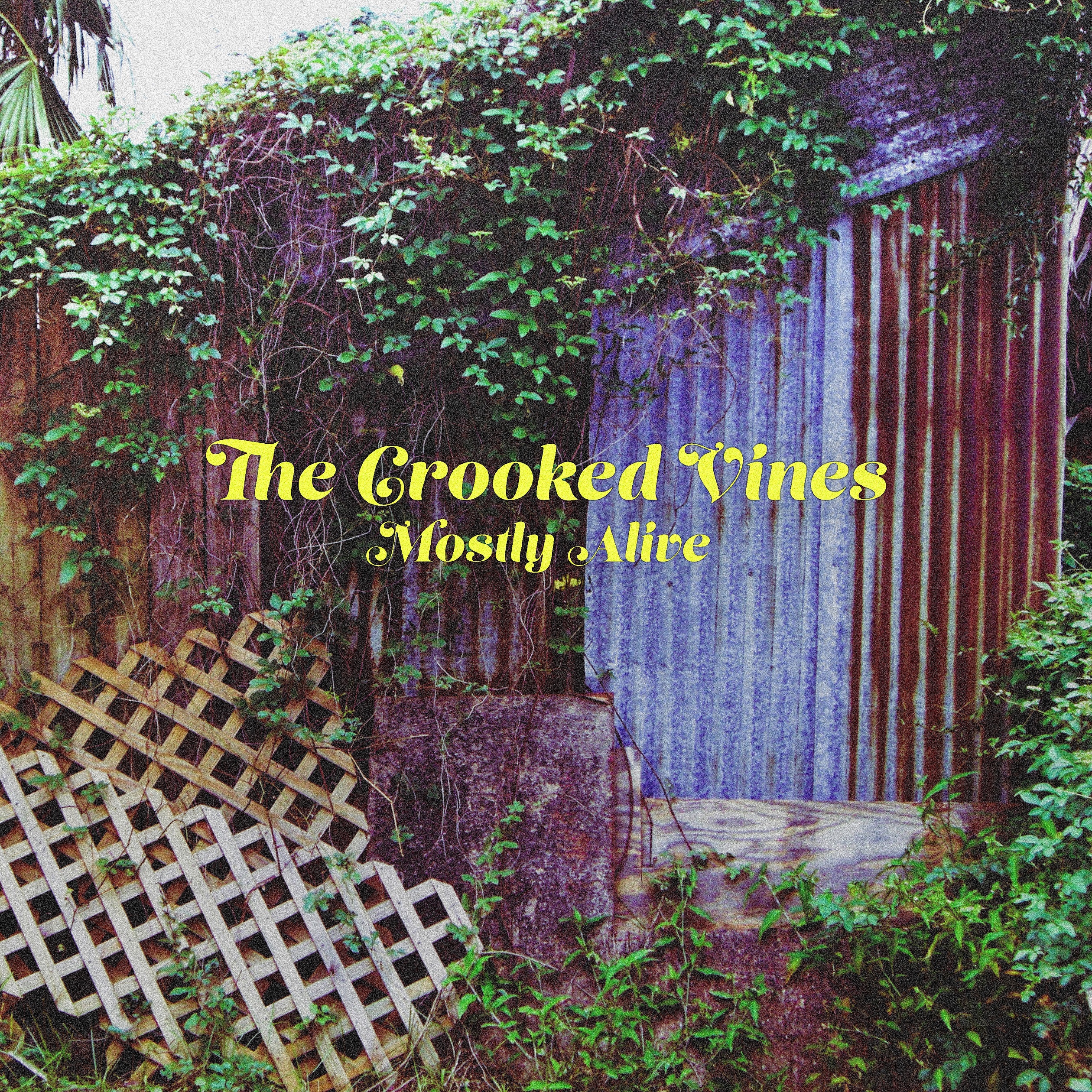 The Crooked Vines release their semi-live, third album “Mostly Alive”