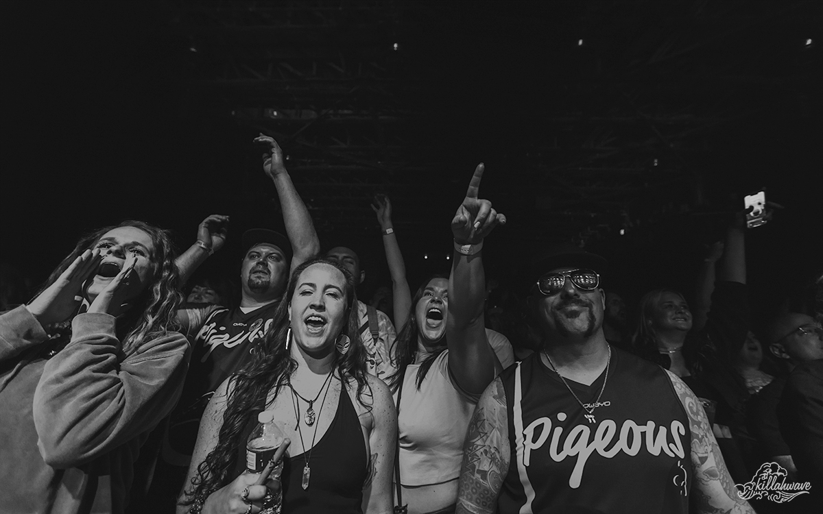 The flock soaked up the good vibes | Pigeons Playing Ping Pong