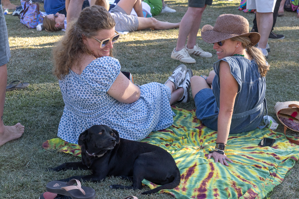 Tipit, the free-roaming festival dog who captured hearts | Viva El Gonzo