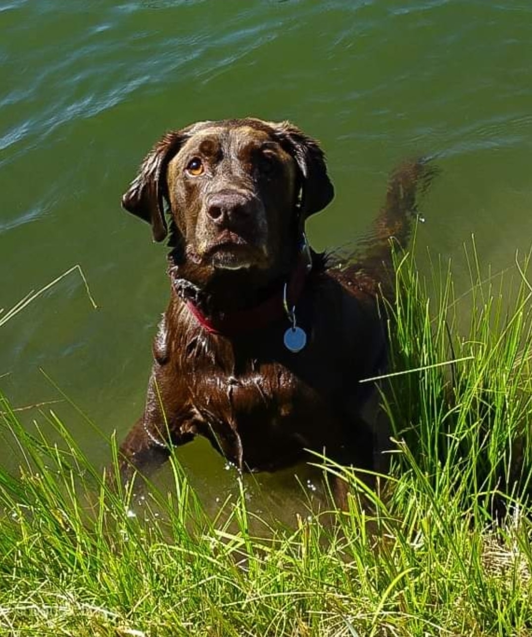  Rocky passed away Wednesday night in Bristow,  VA.