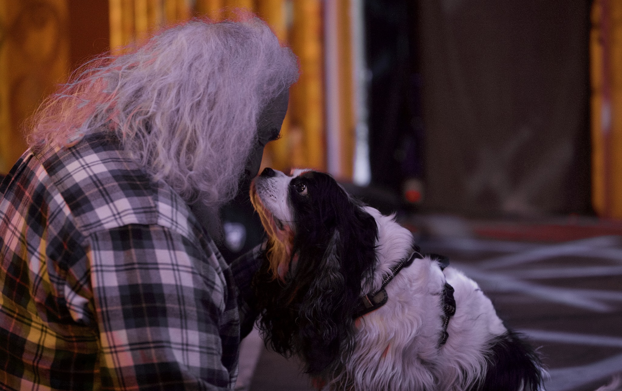 Jack's dog Chester makes a new friend in Denver