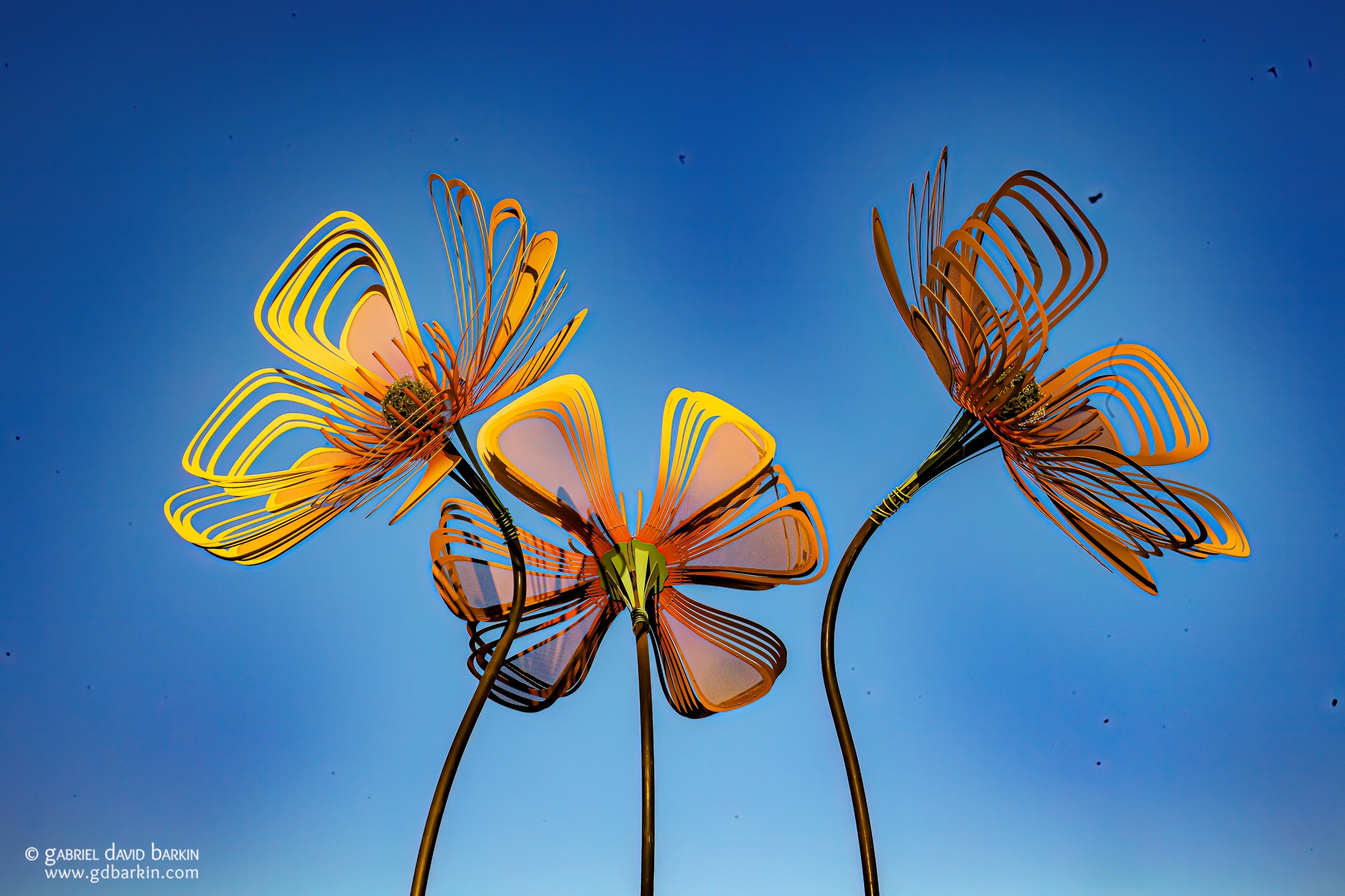 30-foot bouquet of golden poppies
