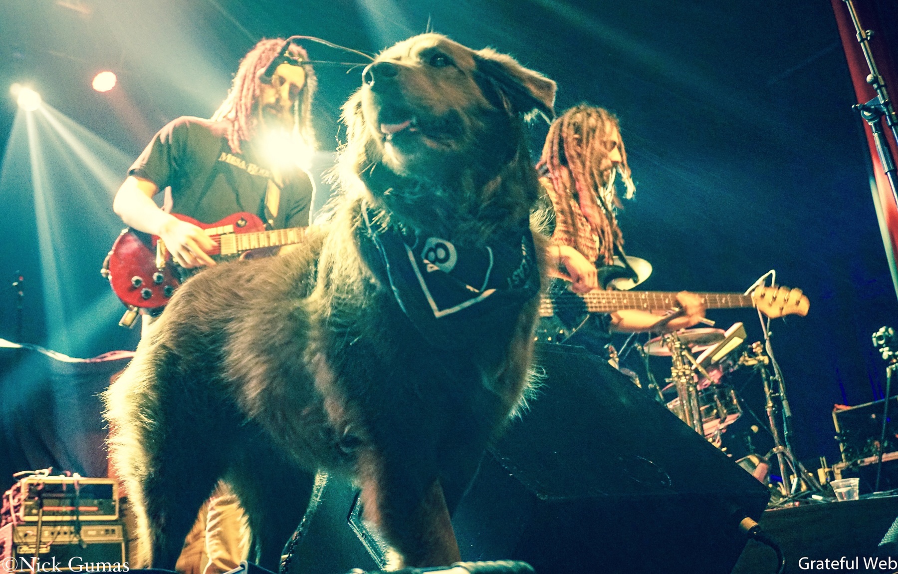 Cocoa the Tour Dog | Oakland, CA