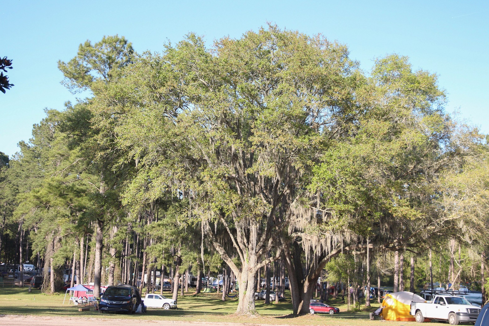 Live Oak, Florida