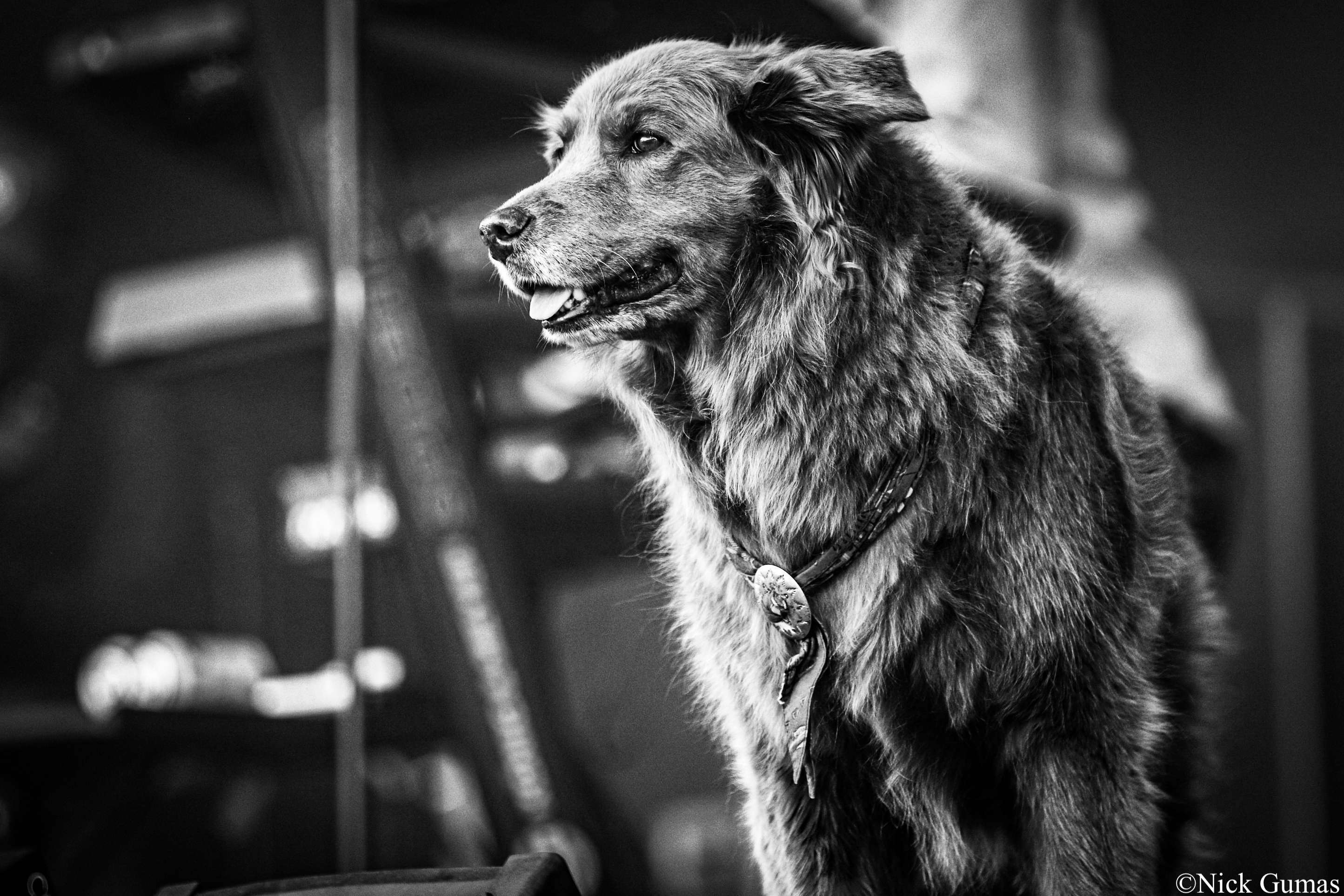 Cocoa the Tour Dog | Cali Roots | Monterey, Ca