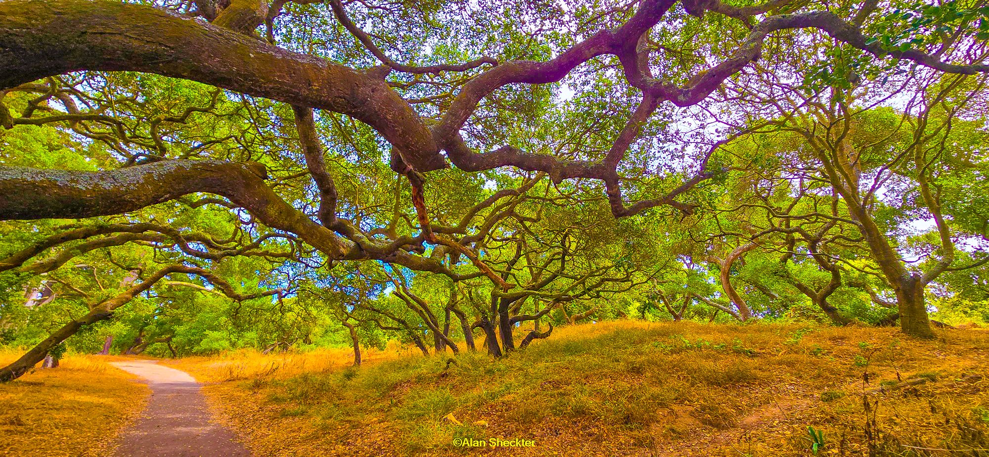 Golden Gate Park