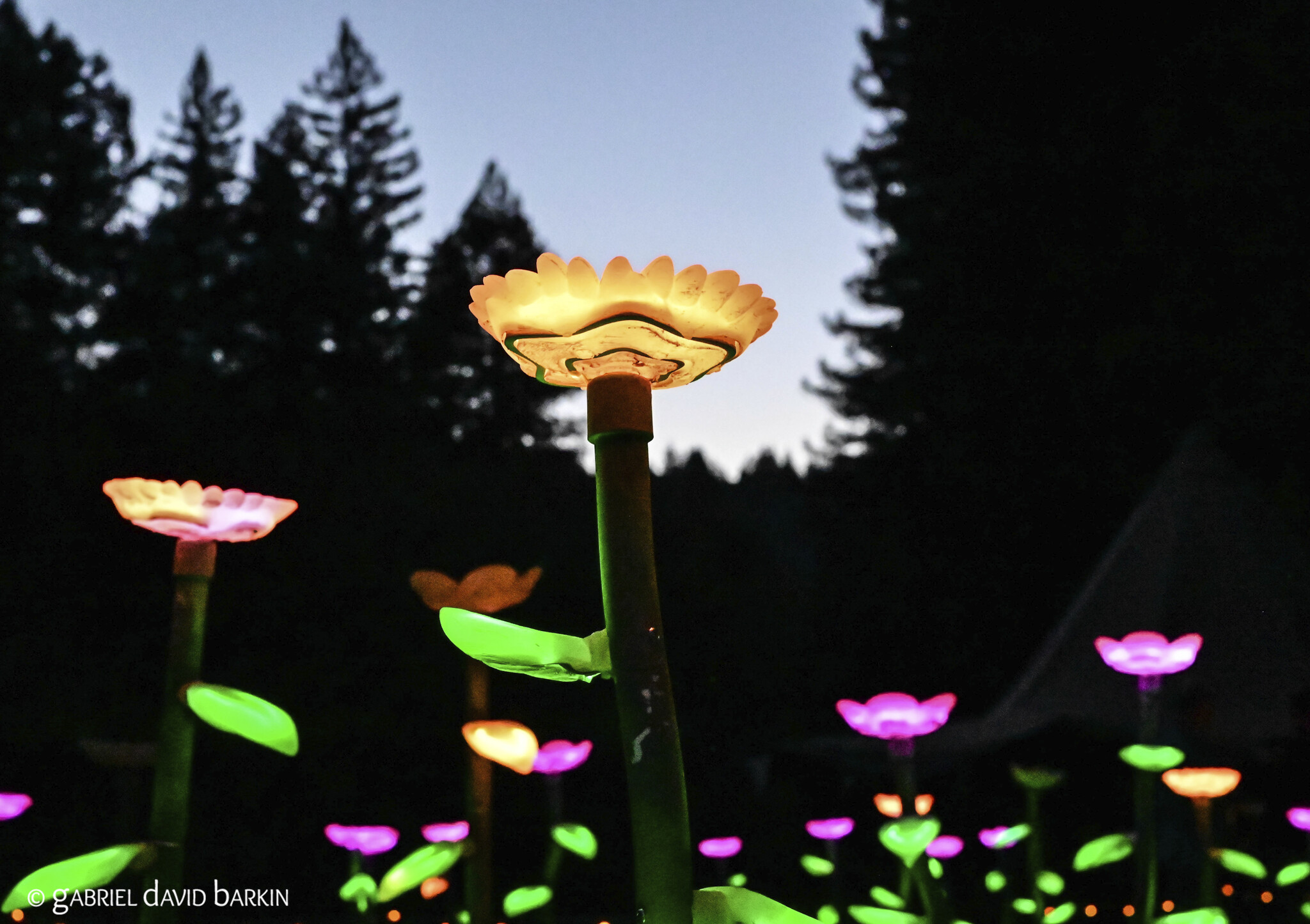 Patrick Ball's "Field of Flowers"