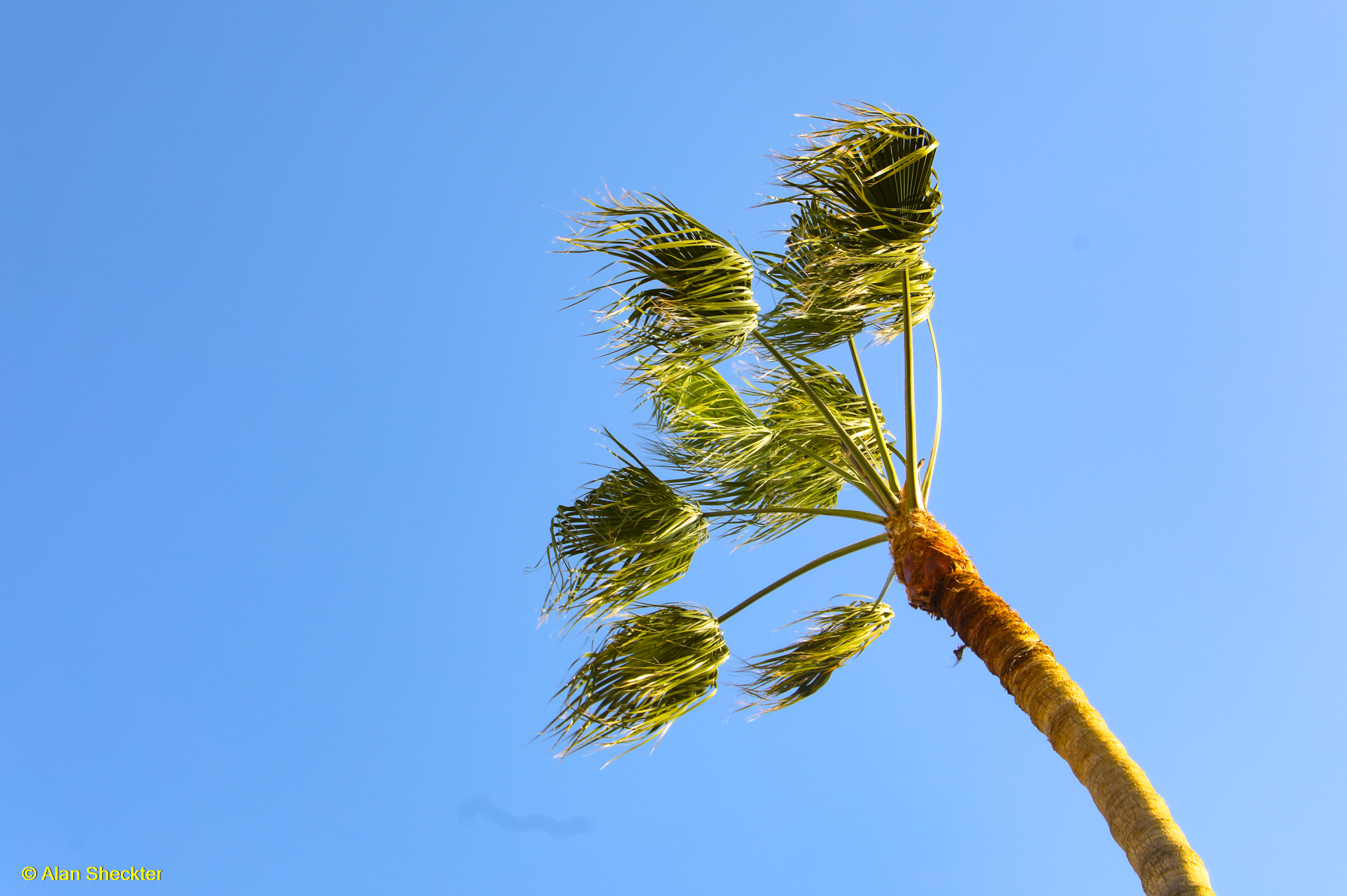 Resident palm tree in the wind early Sunday evening