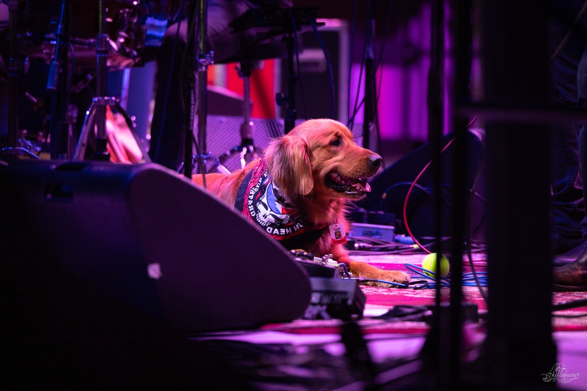 Teddy's adorable attempt to play with Scott Metzger | Joe Russo's Almost Dead