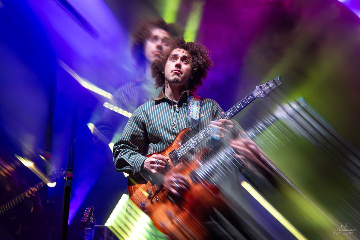 Dogs in a Pile | Capitol Theater