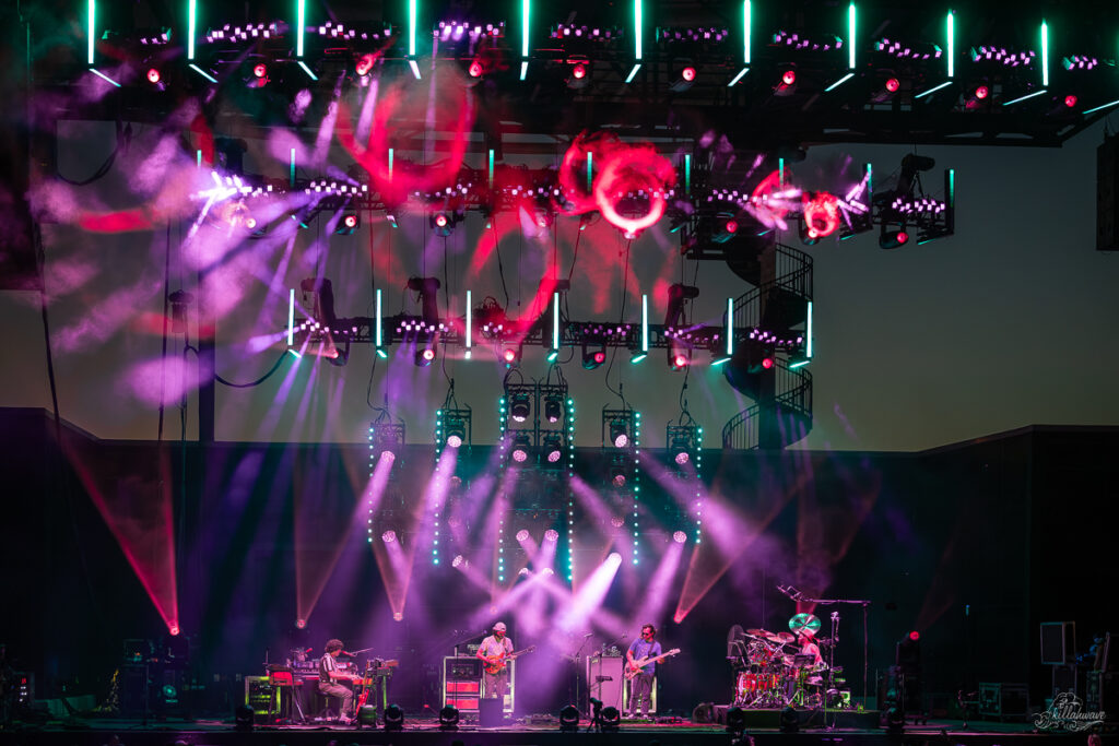 Goose | Clearwater, FL