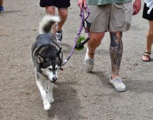 A husky on a purple leash being walked on a gravel path beside a tattooed leg and white sneakers.