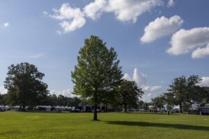 Sunny park scene with a tall central tree, expansive green grass, and a row of white tents along the far edge with people nearby under a blue sky.