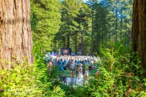 Crowd at an outdoor forest concert with a stage visible in the distance, framed by tall trees.