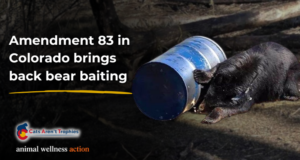 Protect Colorado’s Wildlife: Grateful Web Urges a No Vote on Amendment 83